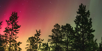 aurora borealus behind a silhoette of trees