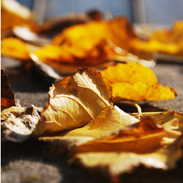 Crisp Leaves on a morning sun